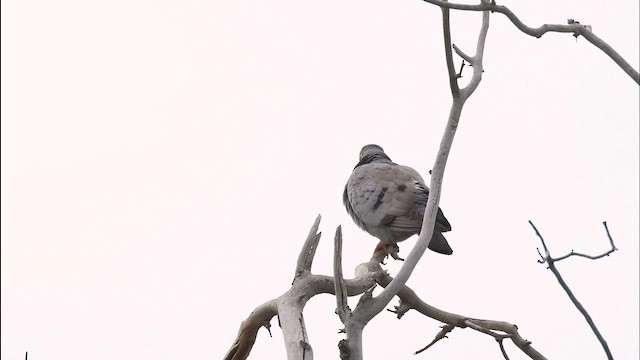Yellow-eyed Pigeon - ML591602151