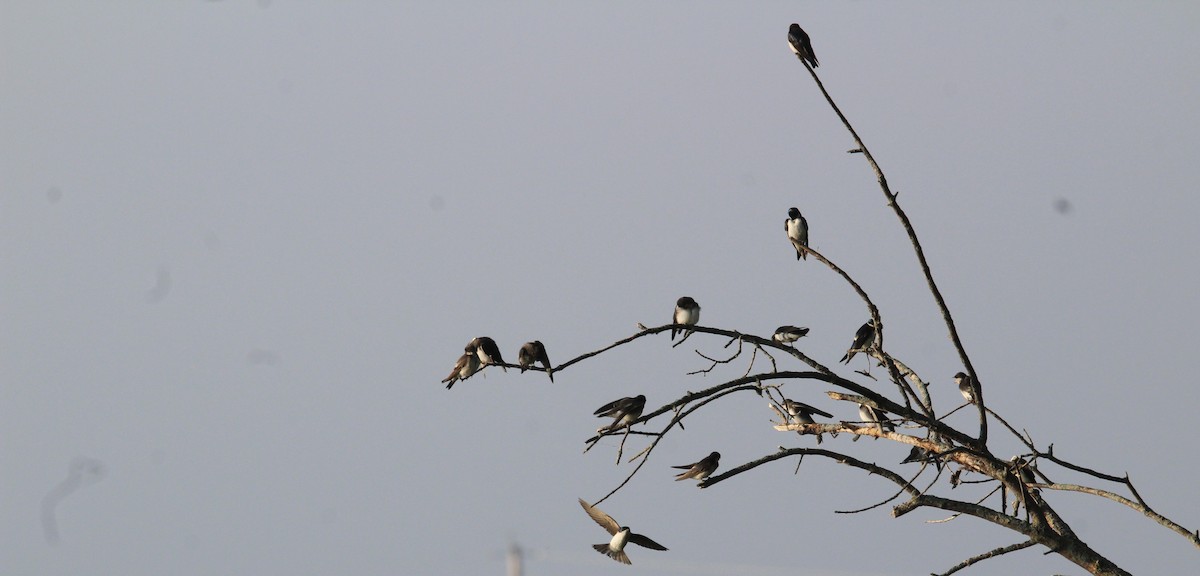 Bank Swallow - Wandering Albatross