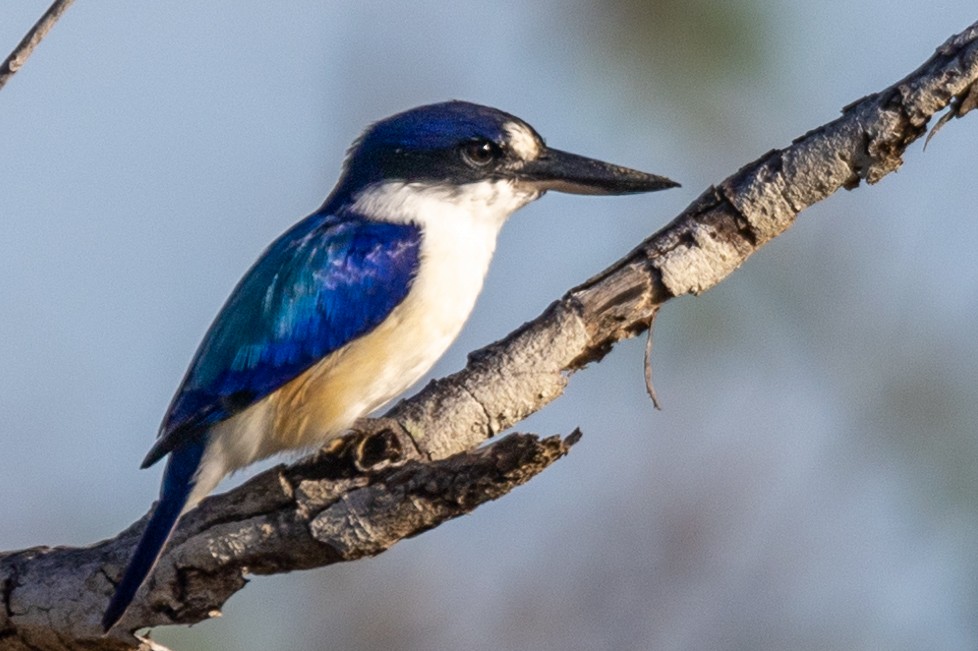 Forest Kingfisher - ML591603311