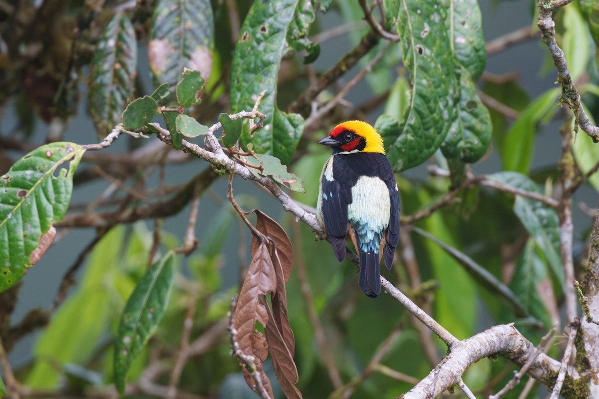 Flame-faced Tanager (Flame-faced) - ML591613721