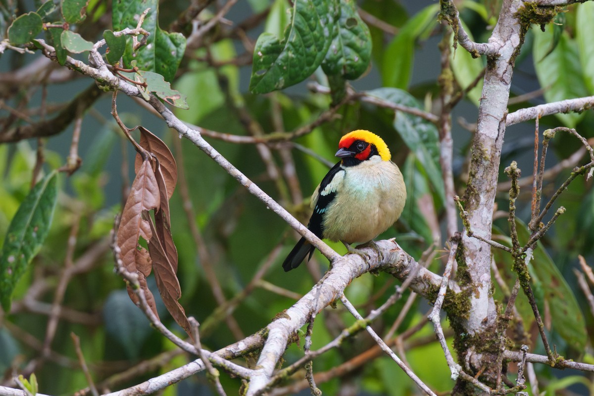 Flame-faced Tanager (Flame-faced) - ML591613731