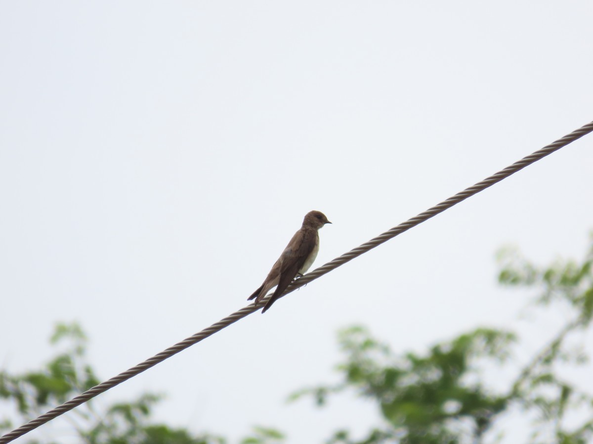 Northern Rough-winged Swallow - ML591613781
