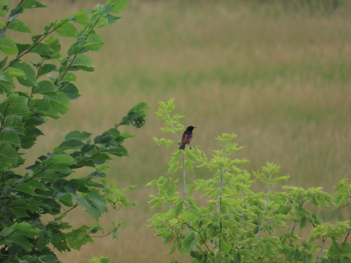 Orchard Oriole - ML591613891