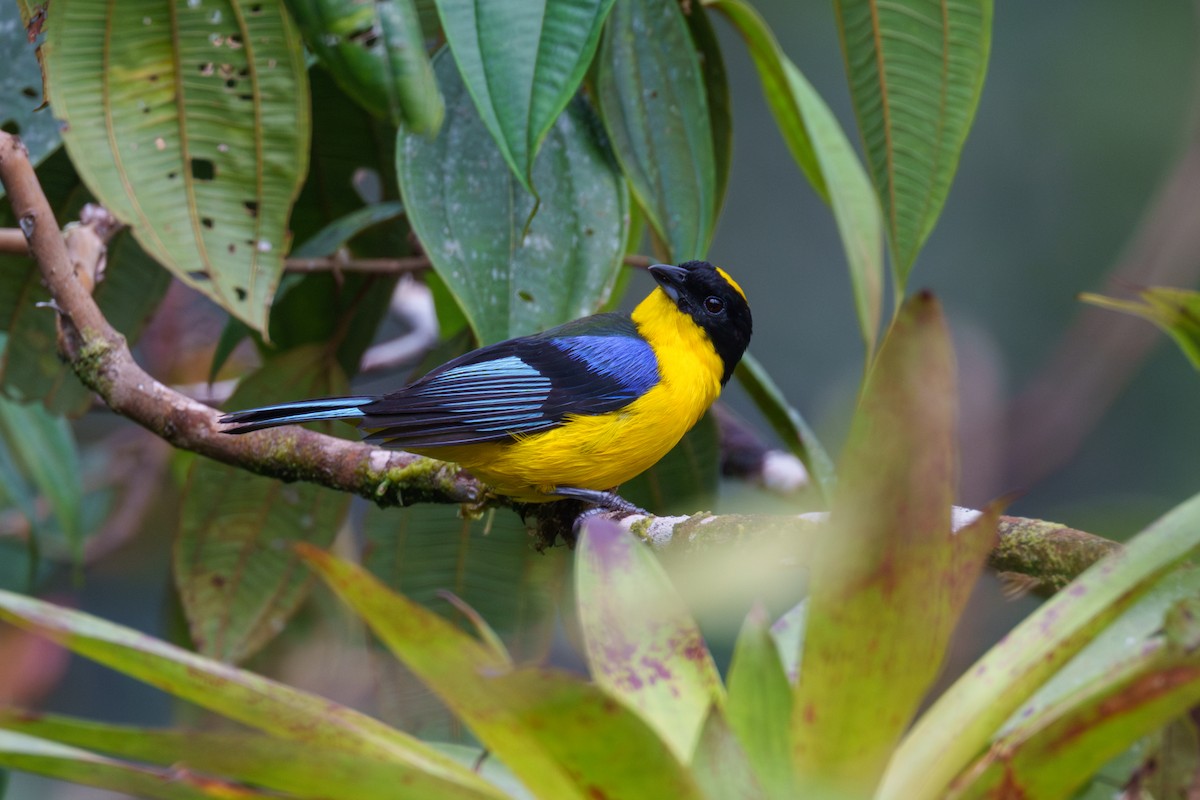 Blue-winged Mountain Tanager - ML591613911