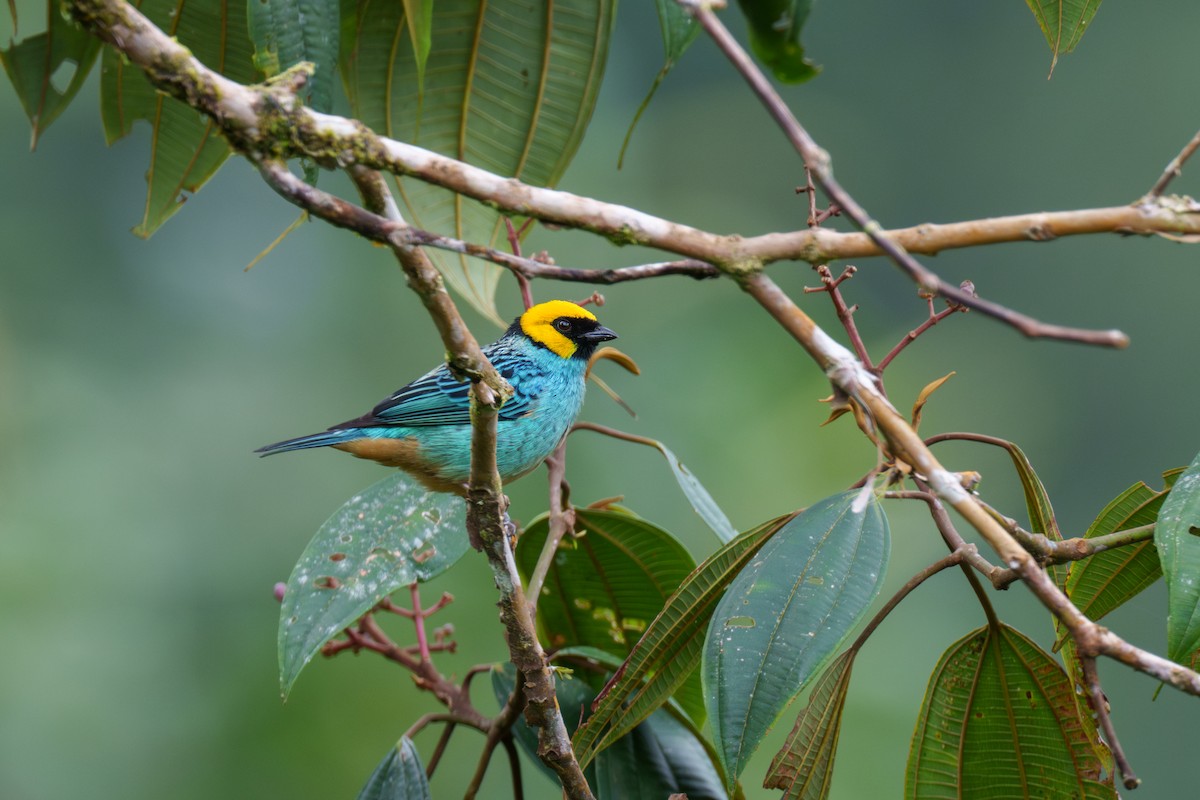 Saffron-crowned Tanager - ML591615891