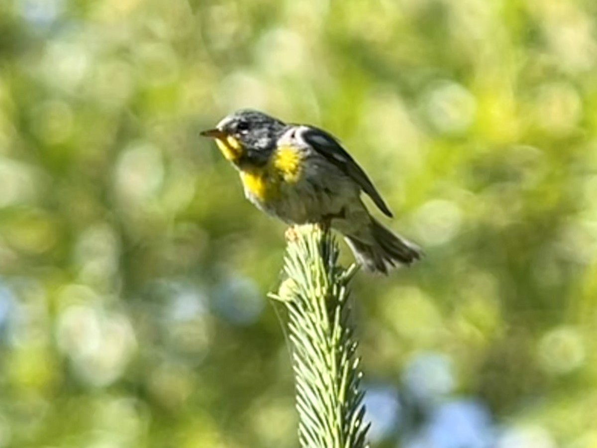 Ebird Checklist Jul Tseriadun State Recreation Site Species Other Taxa