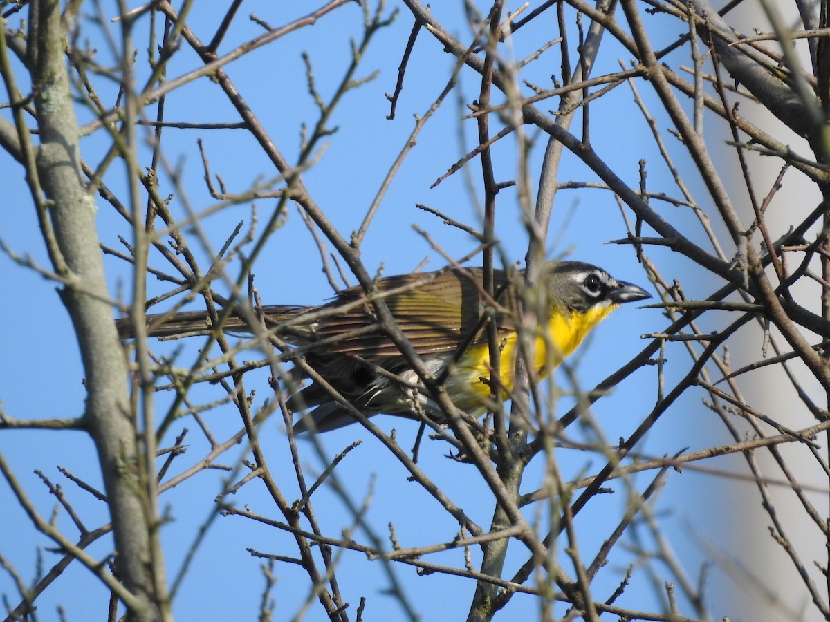 Yellow-breasted Chat - ML591624691