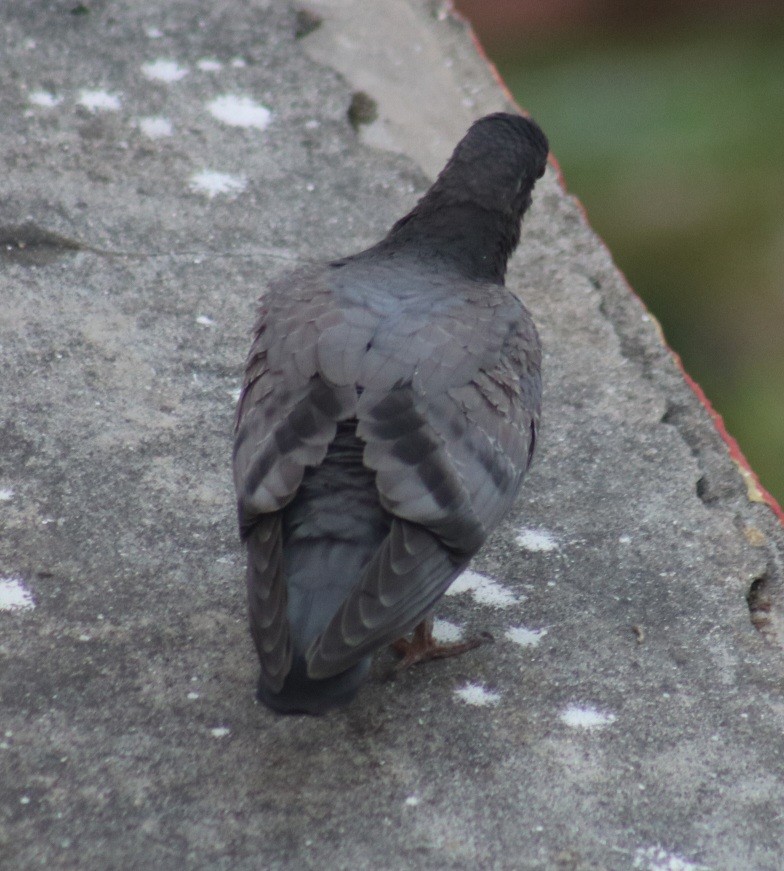 Rock Pigeon (Feral Pigeon) - ML591624911