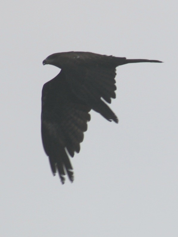 Black Kite - Sabarni Sarker