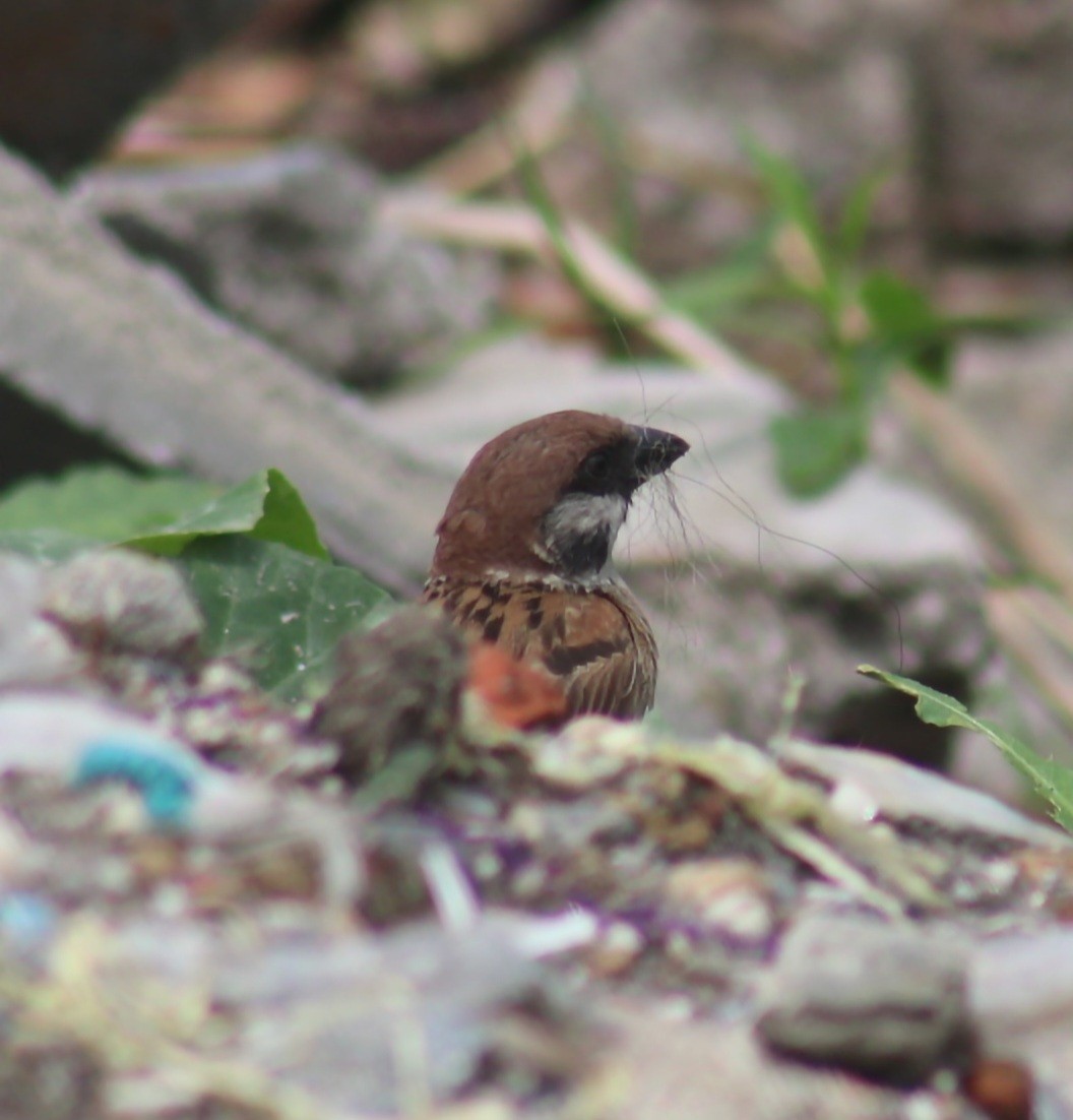 Eurasian Tree Sparrow - ML591624991