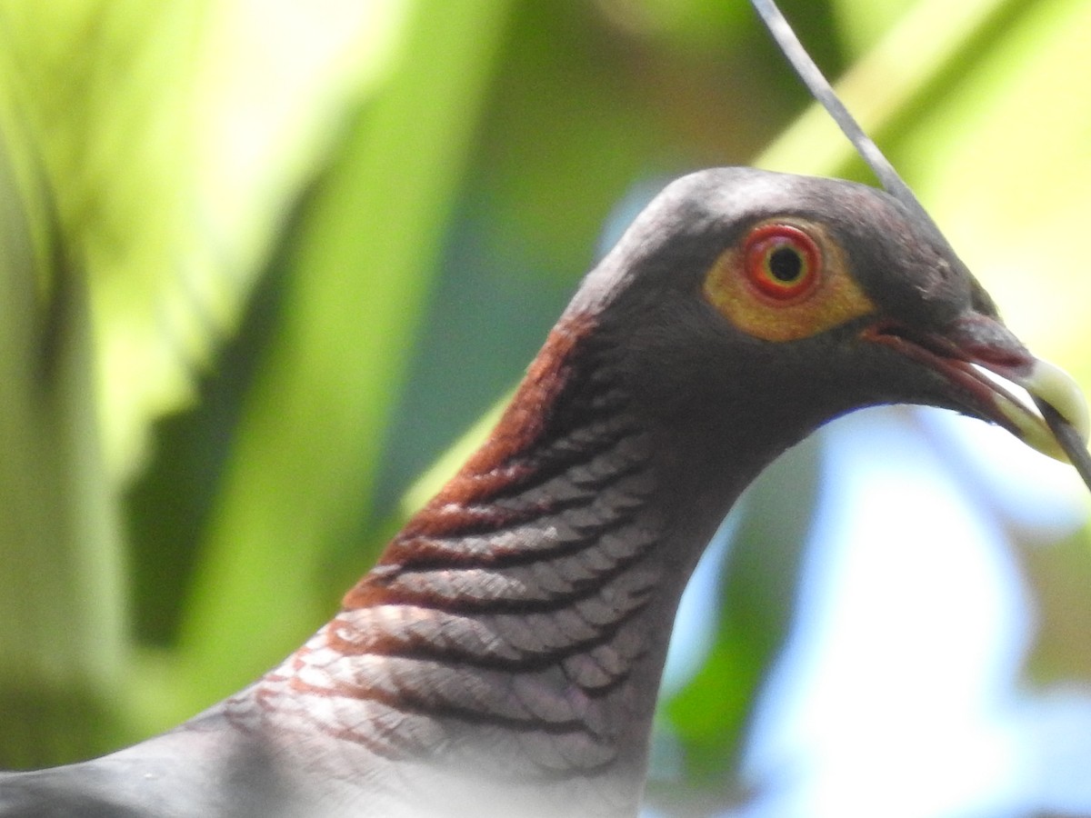 Scaly-naped Pigeon - ML591626501