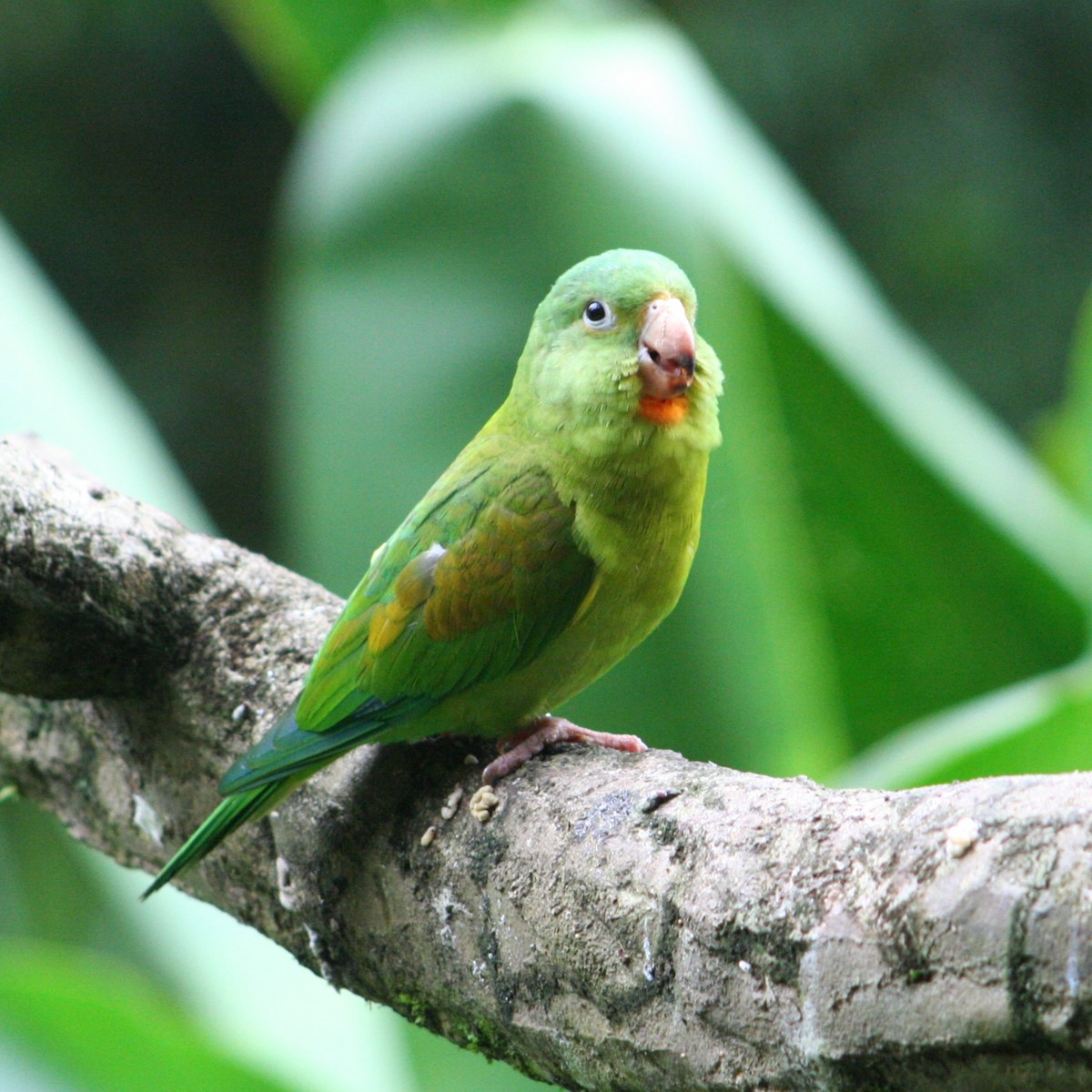 Orange-chinned Parakeet - Jonás C Agullo-Brotons