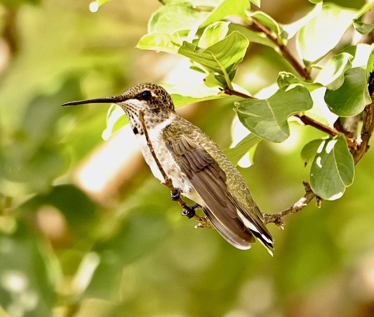 Black-chinned Hummingbird - ML591629091