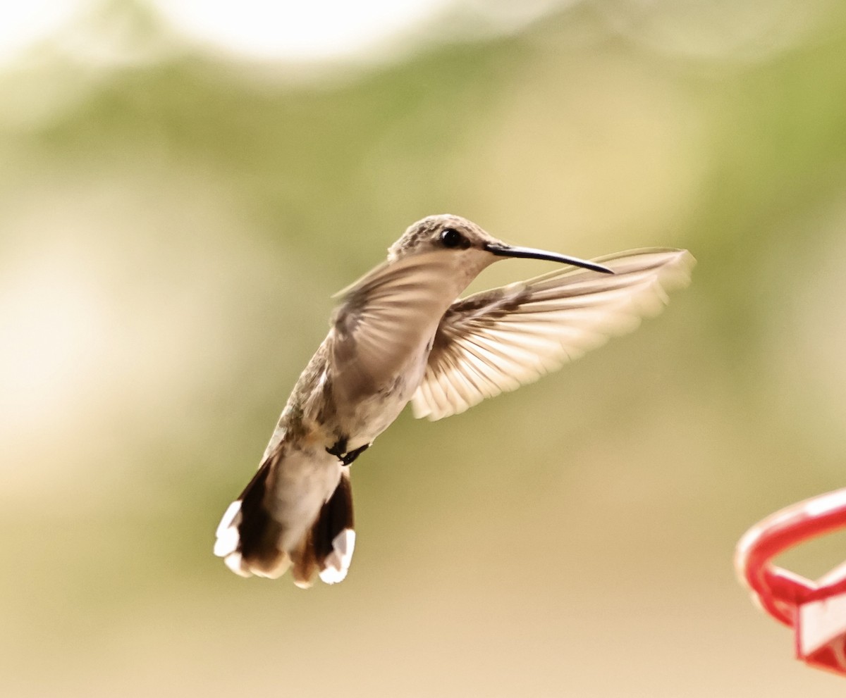 Ruby-throated Hummingbird - ML591629131