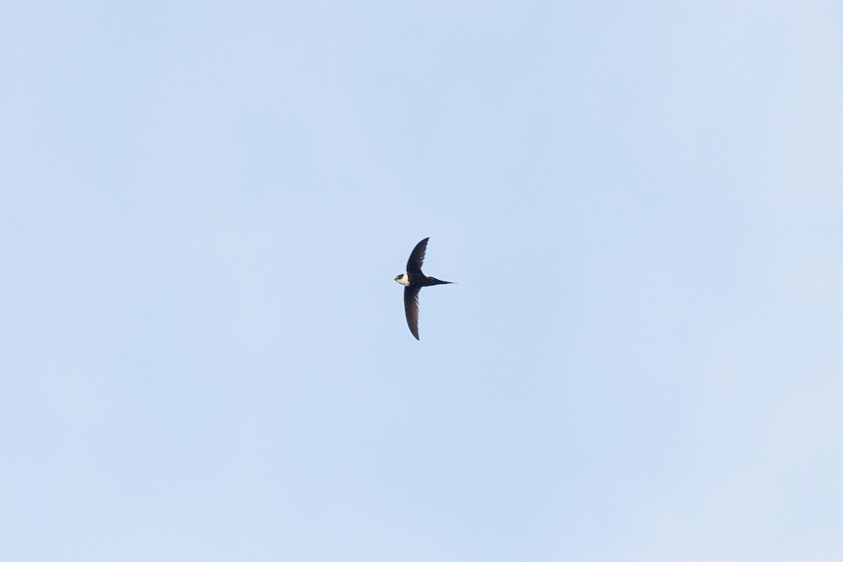 Lesser Swallow-tailed Swift - ML591629191