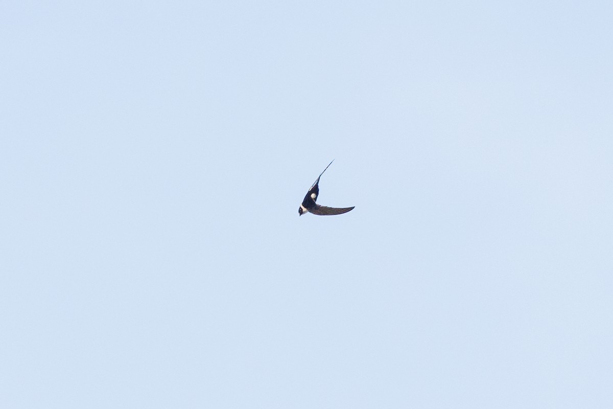 Lesser Swallow-tailed Swift - Hernan Riverol