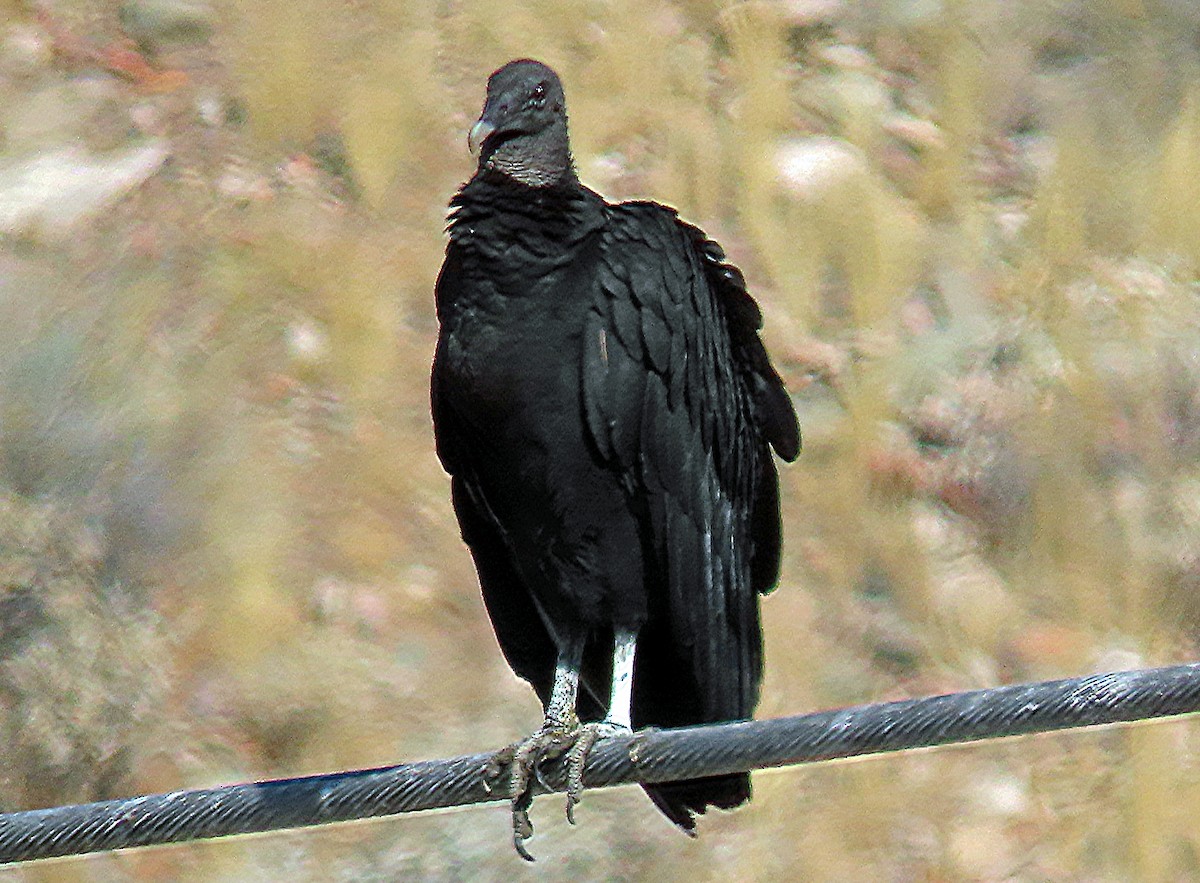 Black Vulture - ML591629561