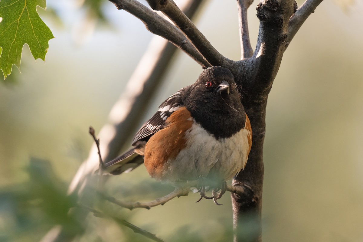 Spotted Towhee - ML591634871