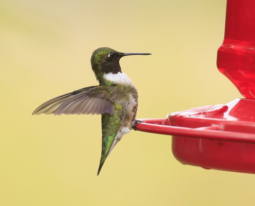 Ruby-throated Hummingbird - ML59163671