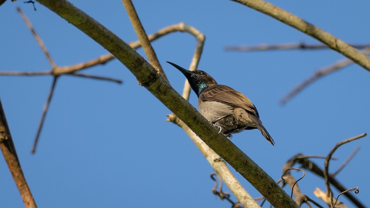 Blue-throated Brown Sunbird - ML591637041