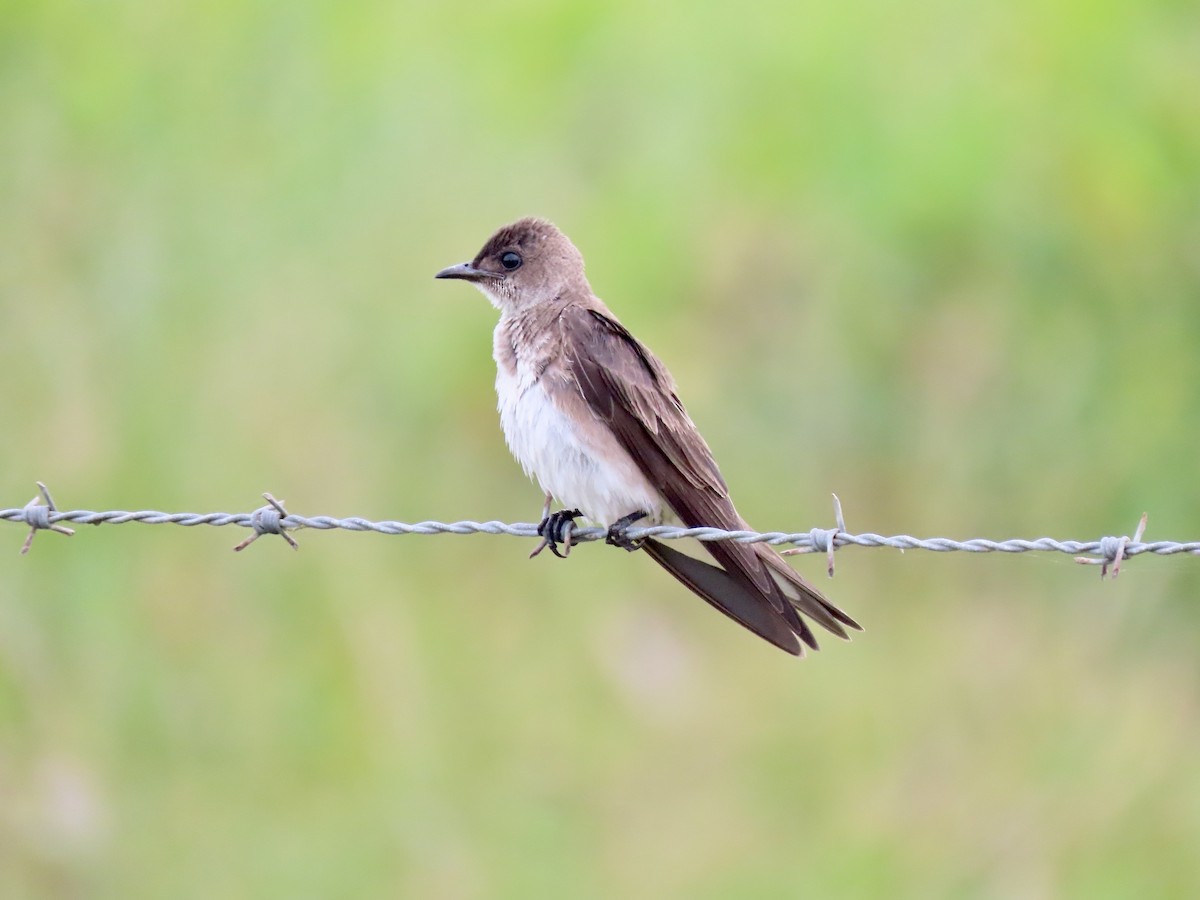 Brown-chested Martin - ML591640421
