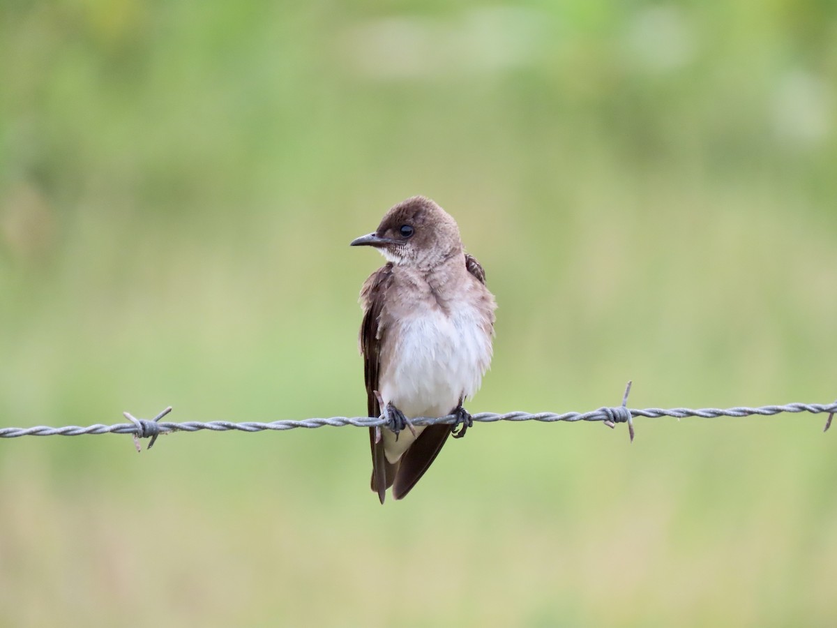Brown-chested Martin - Alexandre Grave