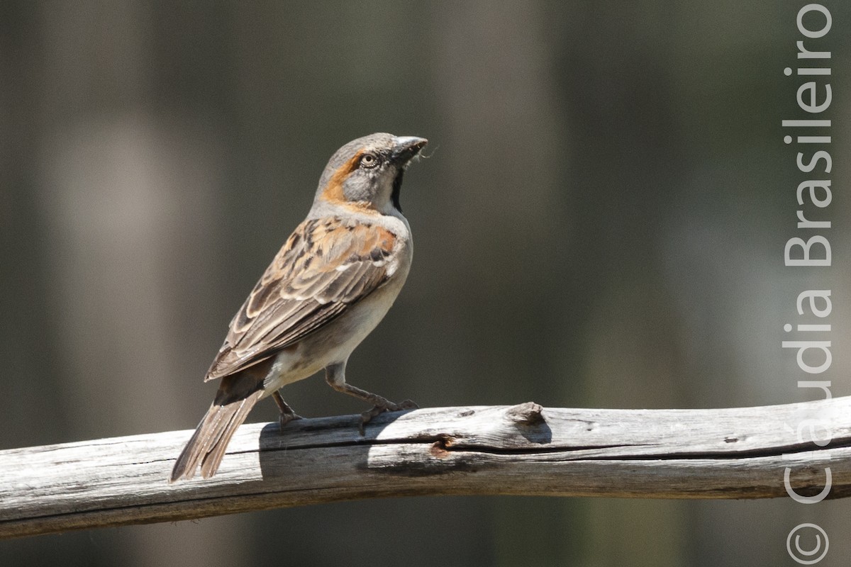 Kenya Rufous Sparrow - Claudia Brasileiro