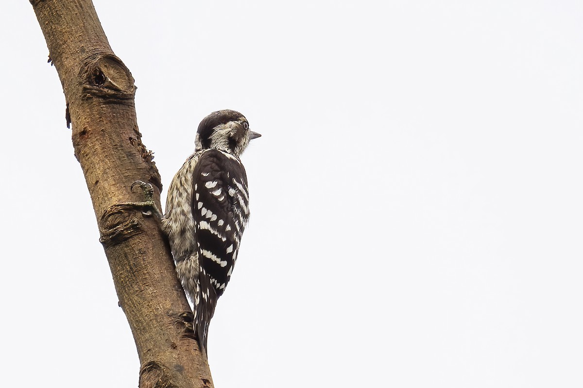 Gray-capped Pygmy Woodpecker - ML591641701