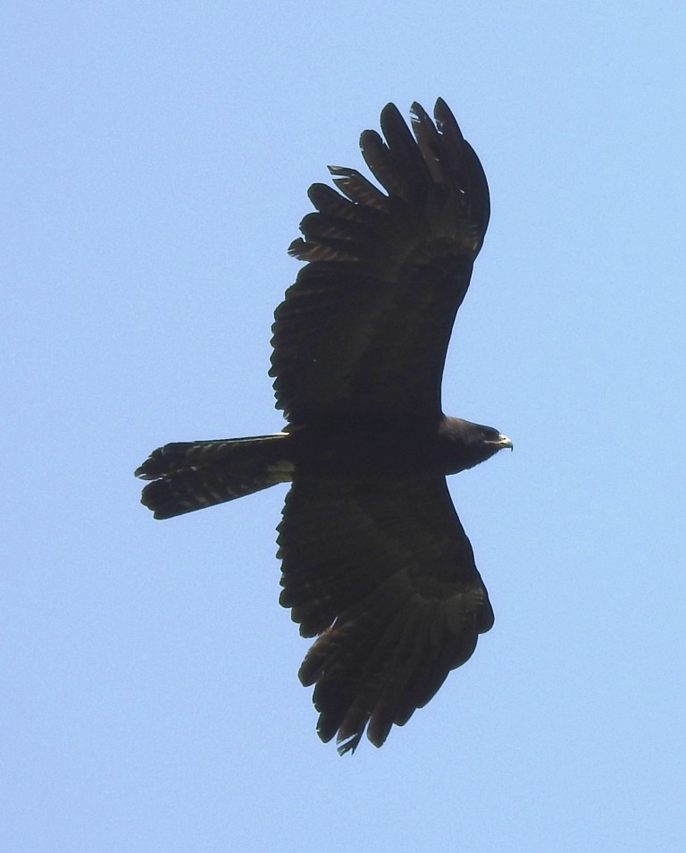 Black Eagle - Sachin  Main