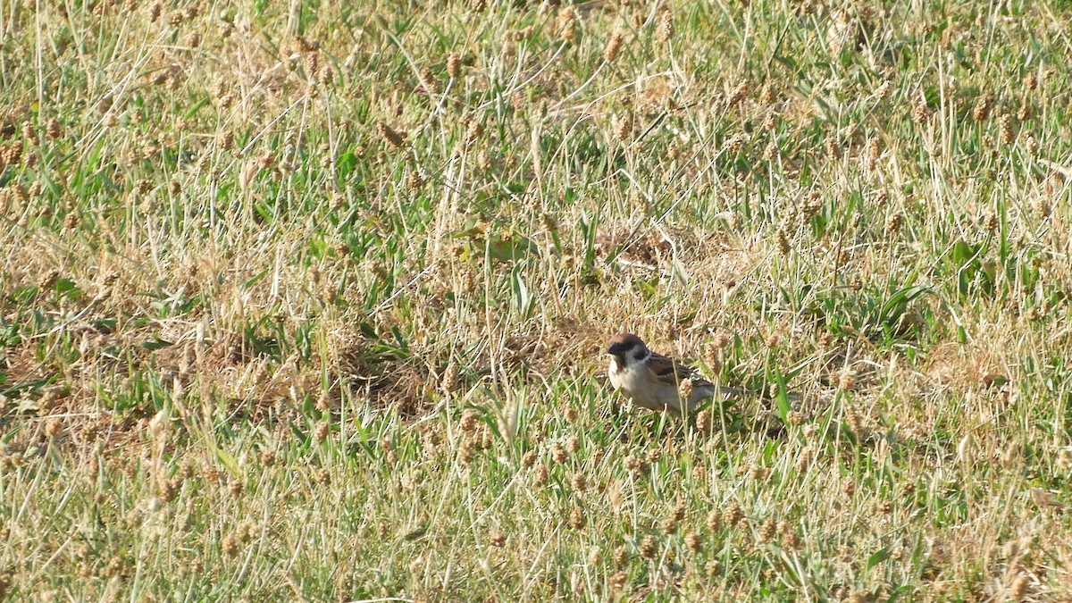 Eurasian Tree Sparrow - ML591644781