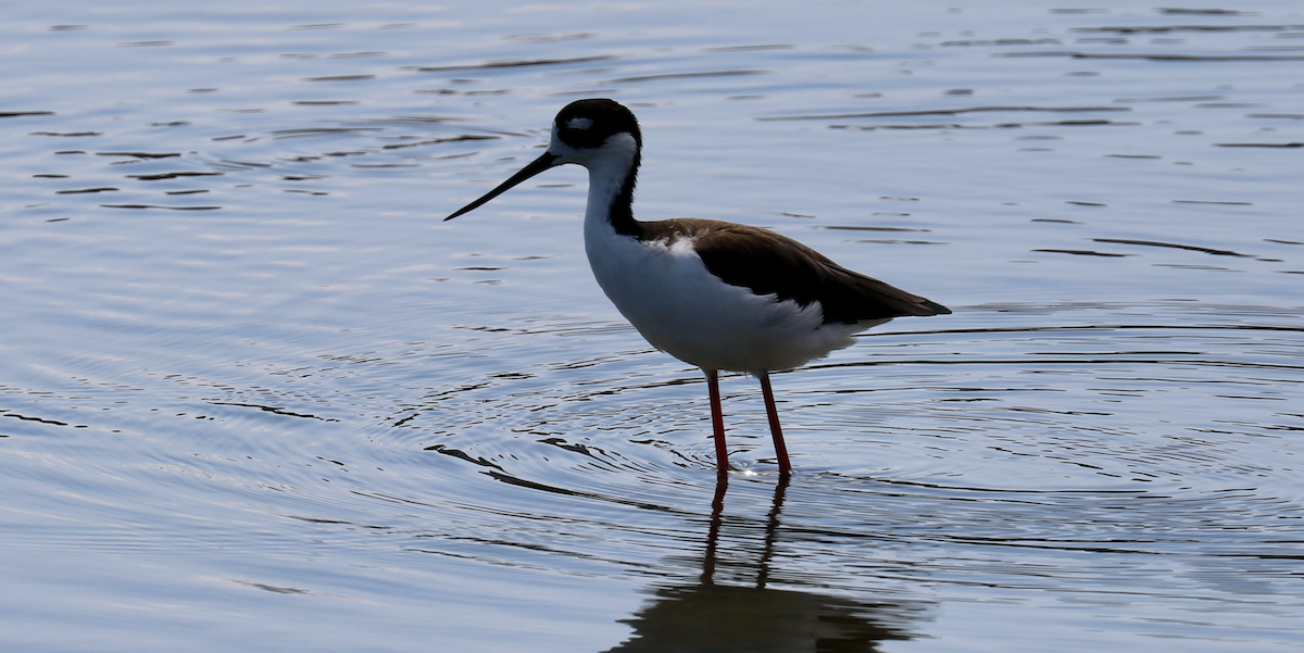 Ebird Checklist Aug Famosa Slough Species Other Taxa