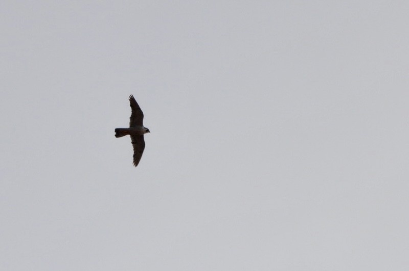 Peregrine Falcon (Barbary) - ML591646781