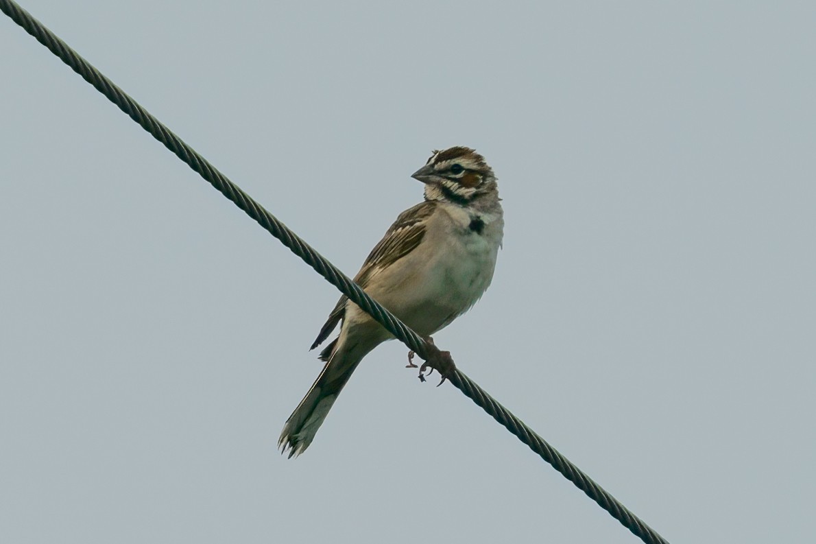 Lark Sparrow - ML591646821
