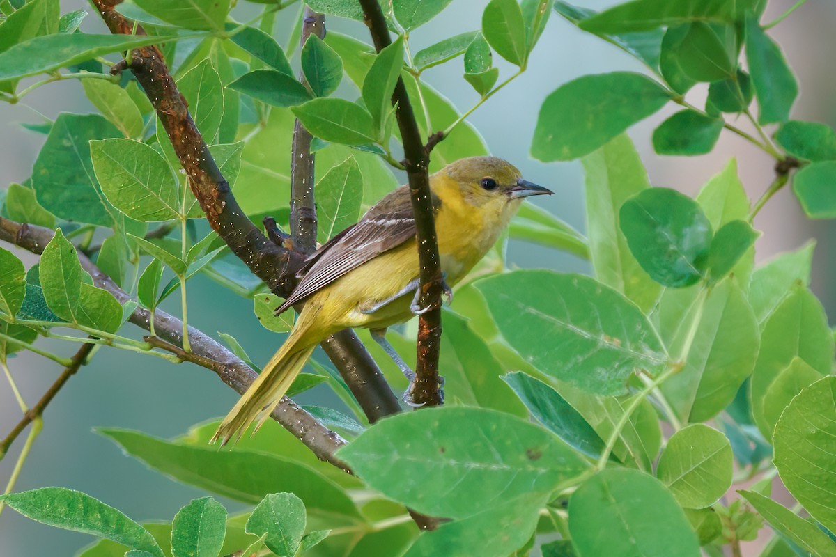 Orchard Oriole - ML591646861