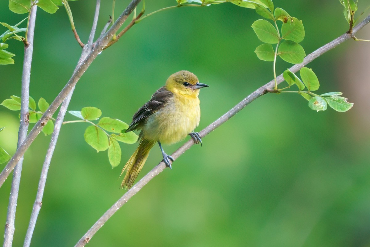 Orchard Oriole - ML591646871