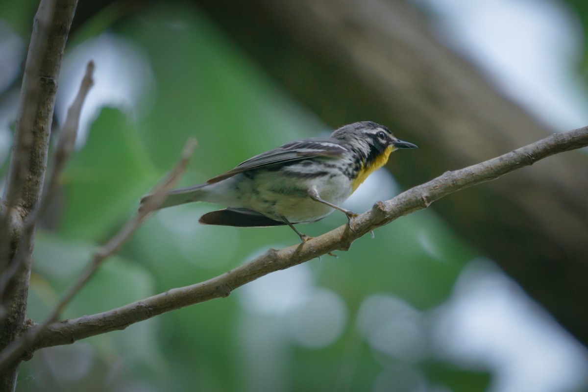 Yellow-throated Warbler - ML591647021