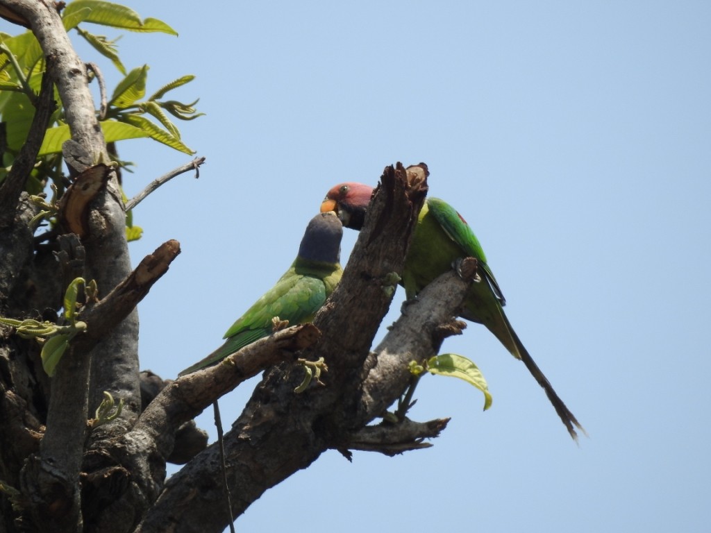 Plum-headed Parakeet - Sachin  Main