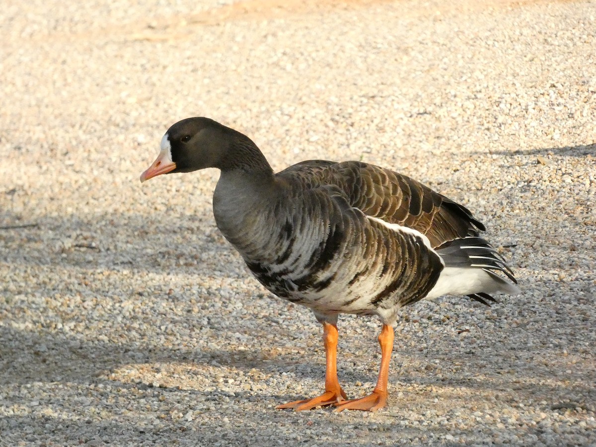 Greater White-fronted Goose - ML591648311