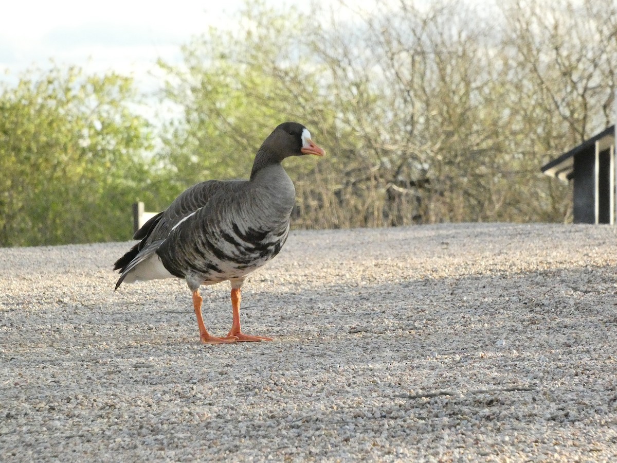 Greater White-fronted Goose - ML591648321