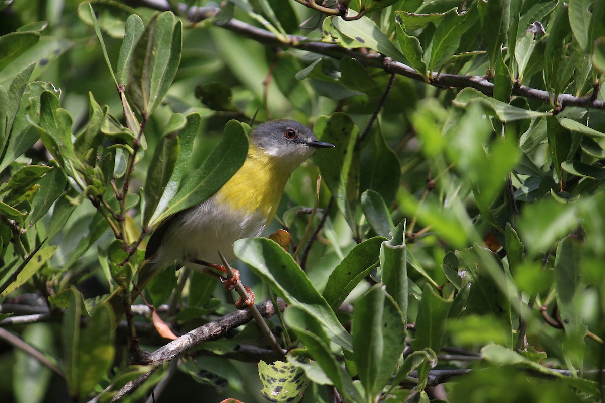Yellow-breasted Apalis - ML591652481