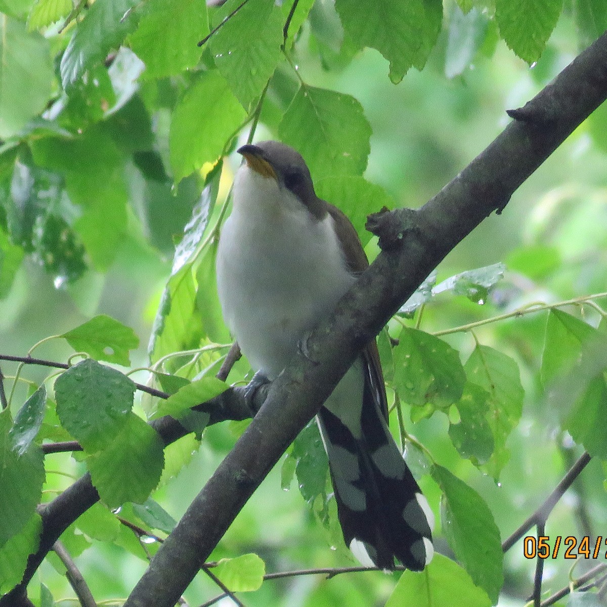 Yellow-billed Cuckoo - Sue and Alan Young