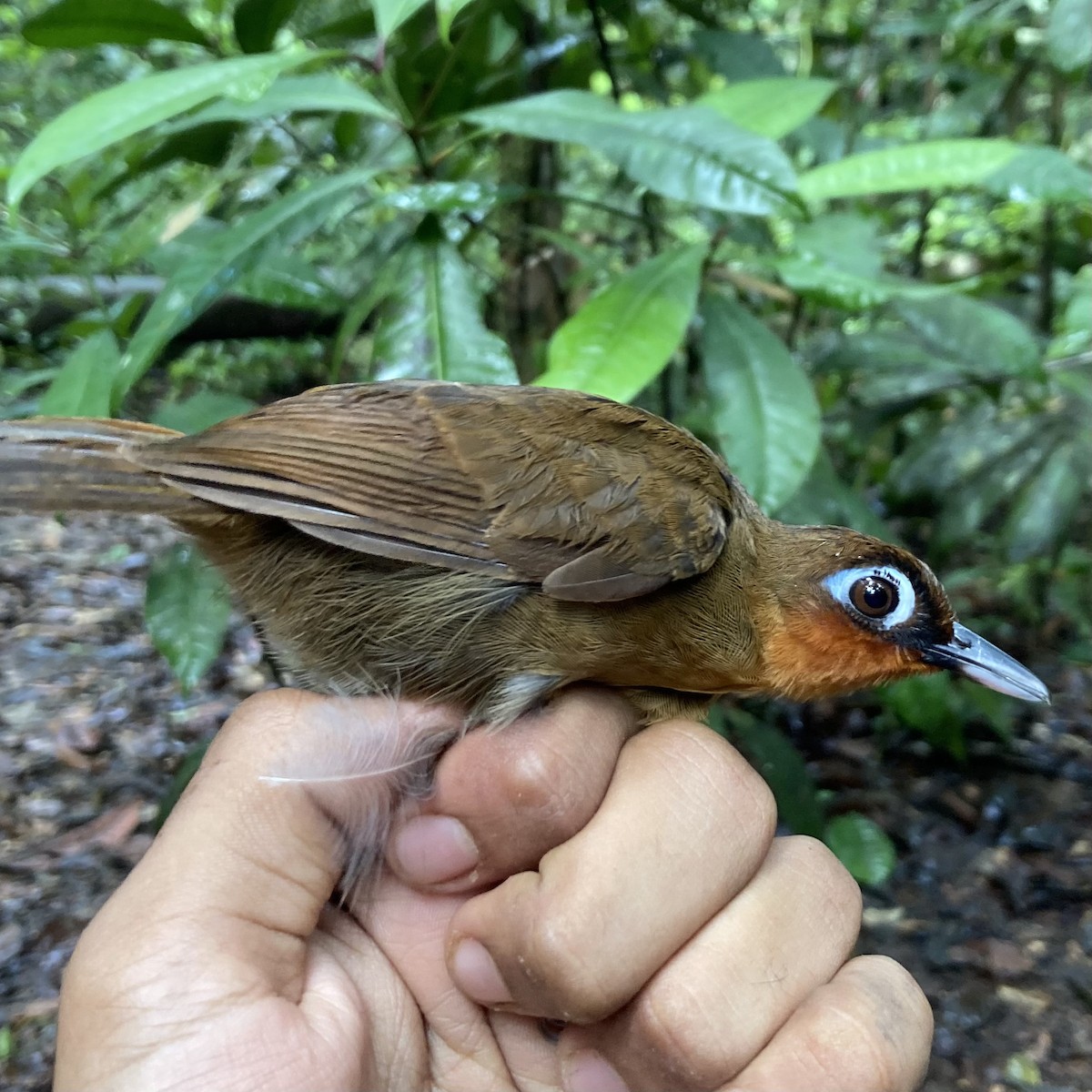 Rufous-throated Antbird - ML591654721