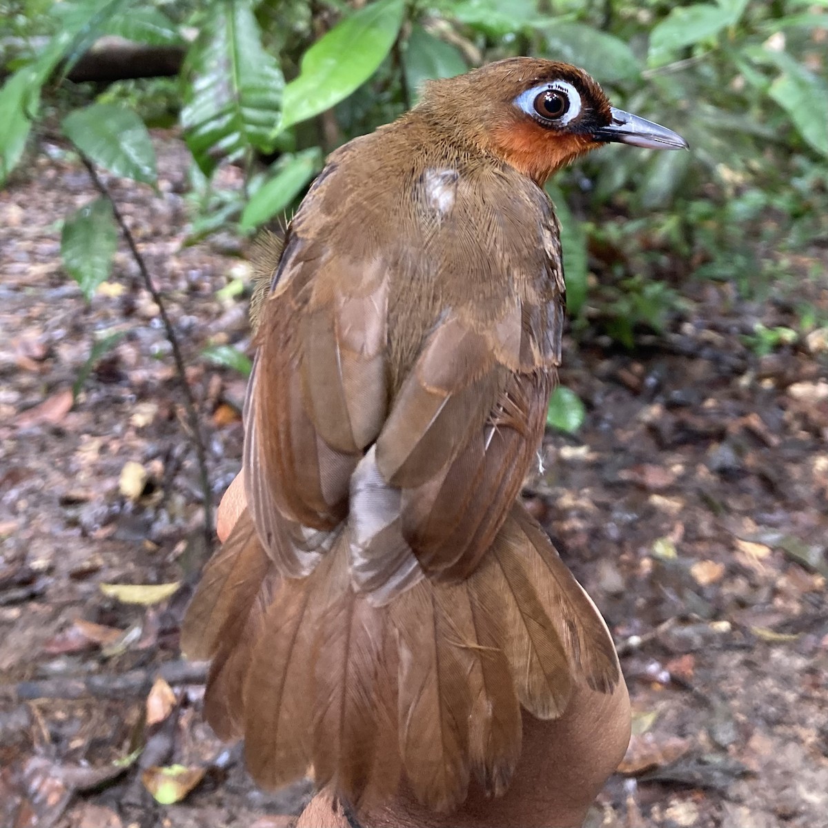 Rufous-throated Antbird - Alexandre Grave