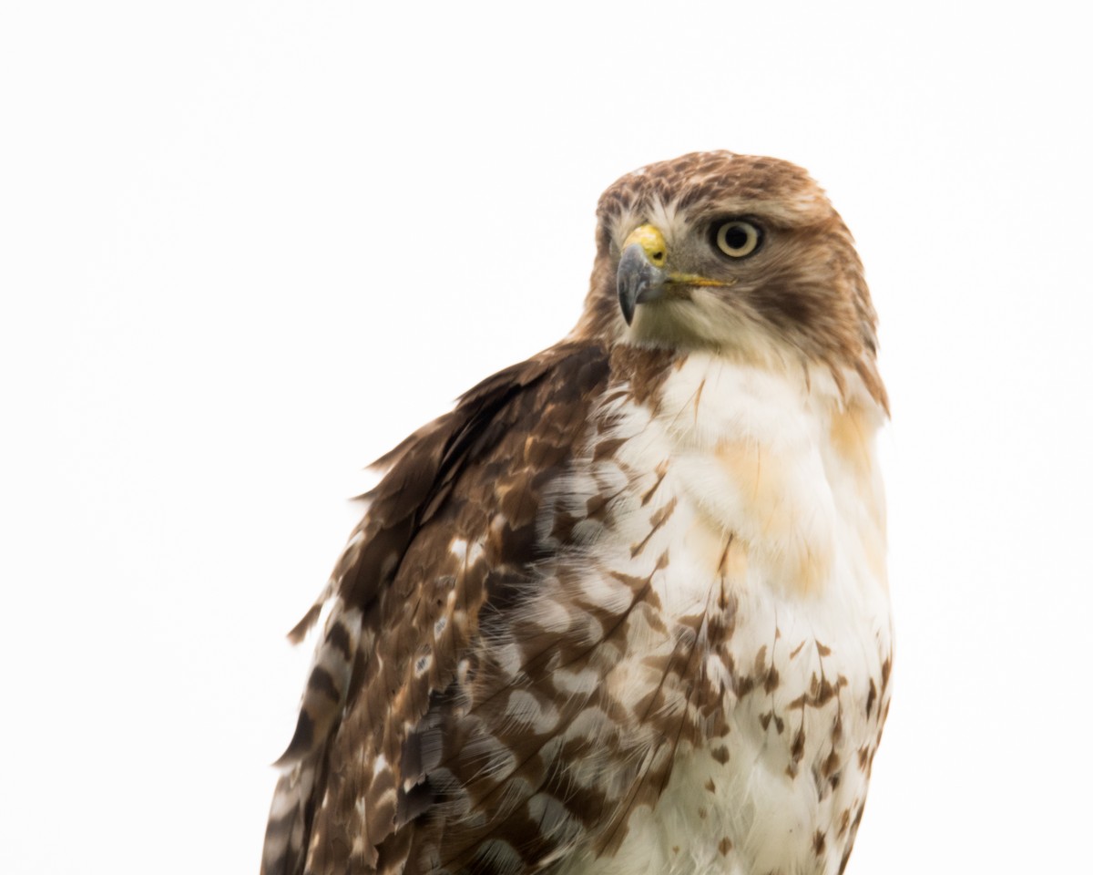Red-tailed Hawk - ML59165511