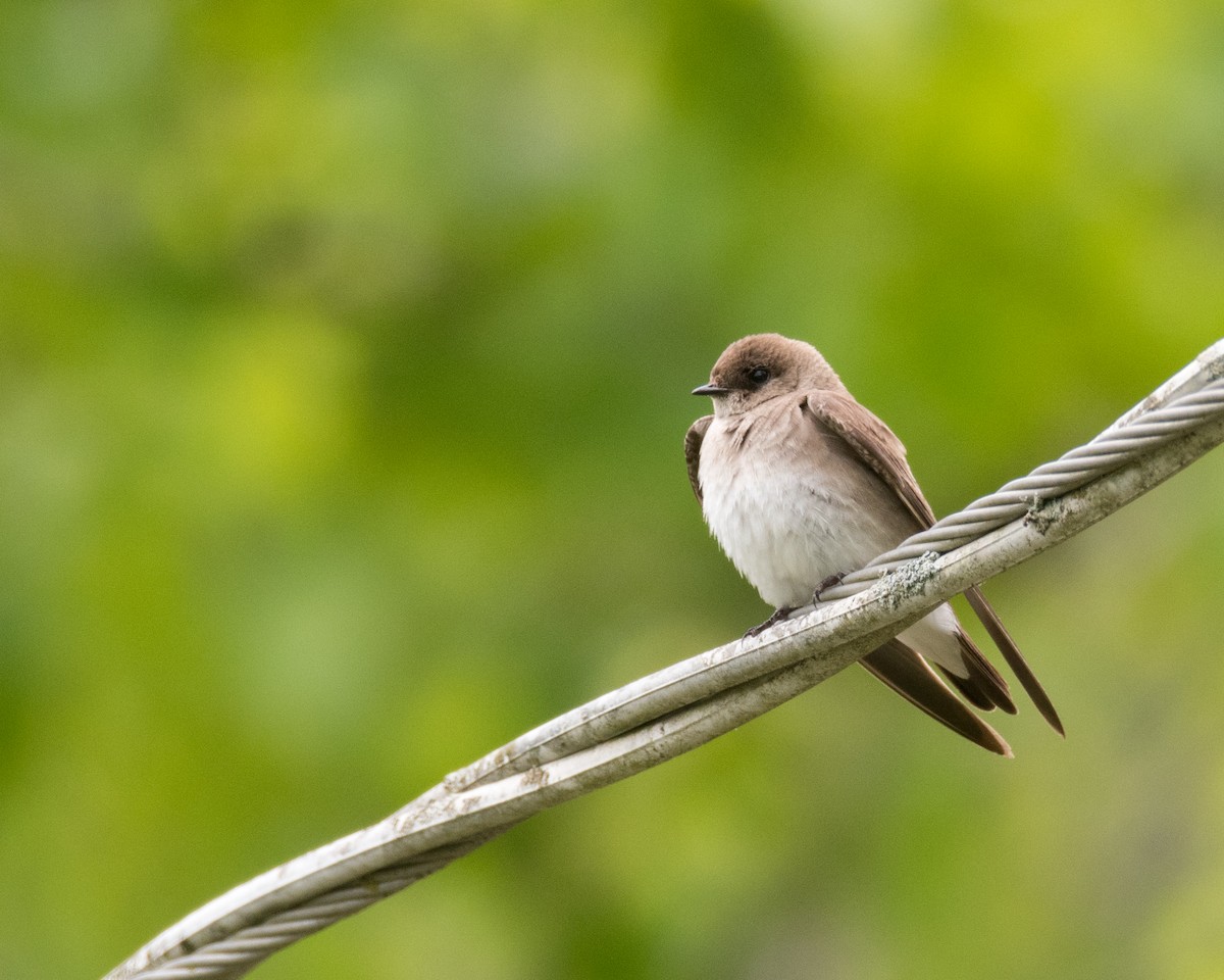Northern Rough-winged Swallow - ML59165541