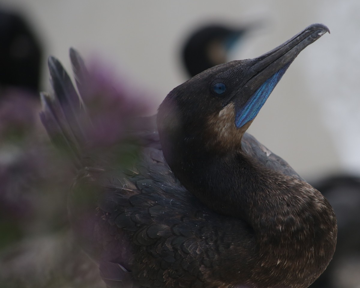 Brandt's Cormorant at Point La Jolla--seawatch by Bentley Colwill