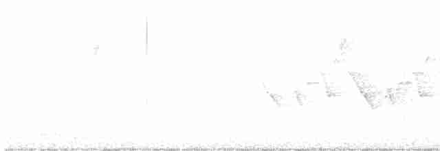 Дрізд-короткодзьоб Cвенсона - ML591658821