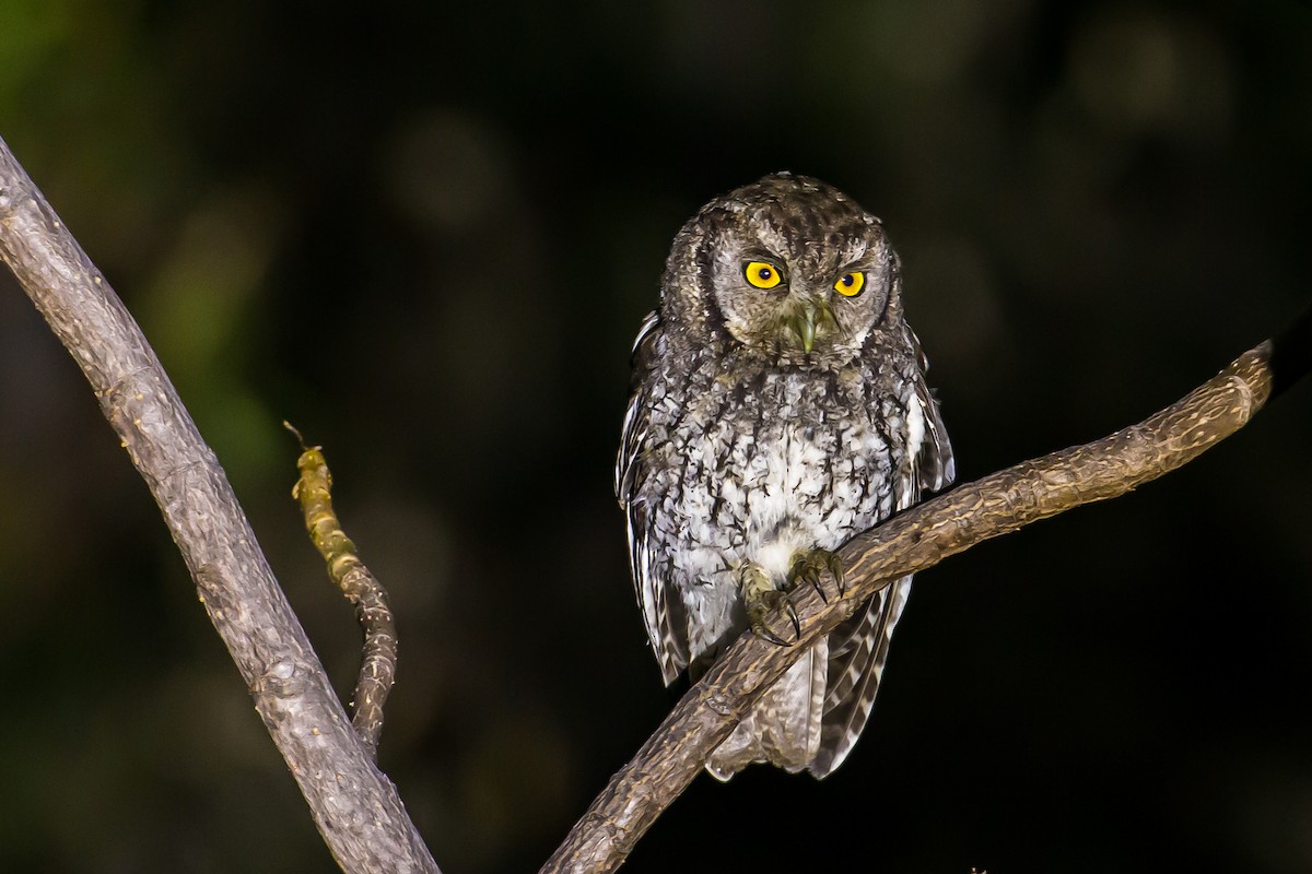 Koepcke's Screech-Owl - ML591659001