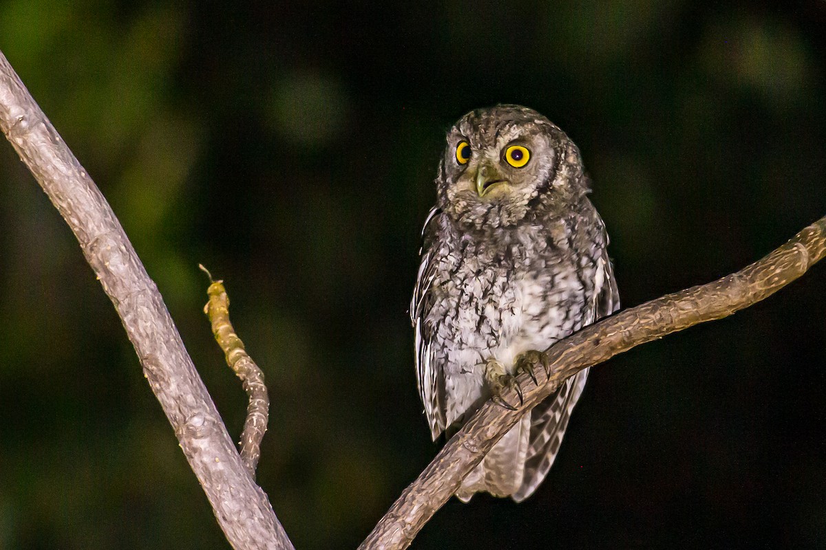 Koepcke's Screech-Owl - ML591659181