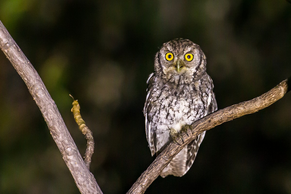 Koepcke's Screech-Owl - ML591659201